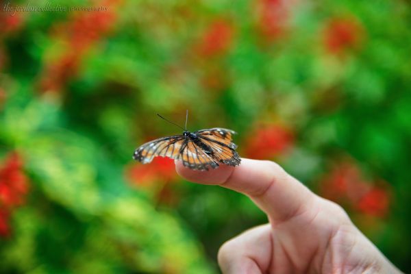 Nikon D800 Test Shot