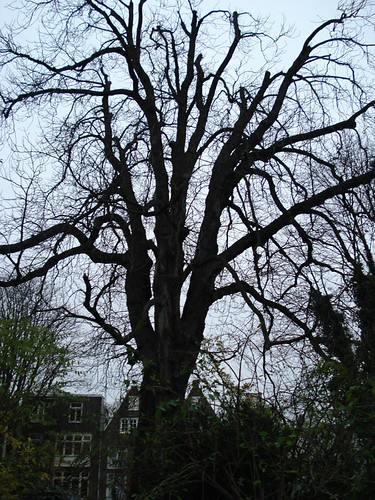 Anne Frank's Dying Chestnut Tree