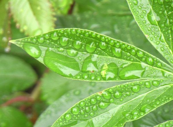 rain drops on peony leaves