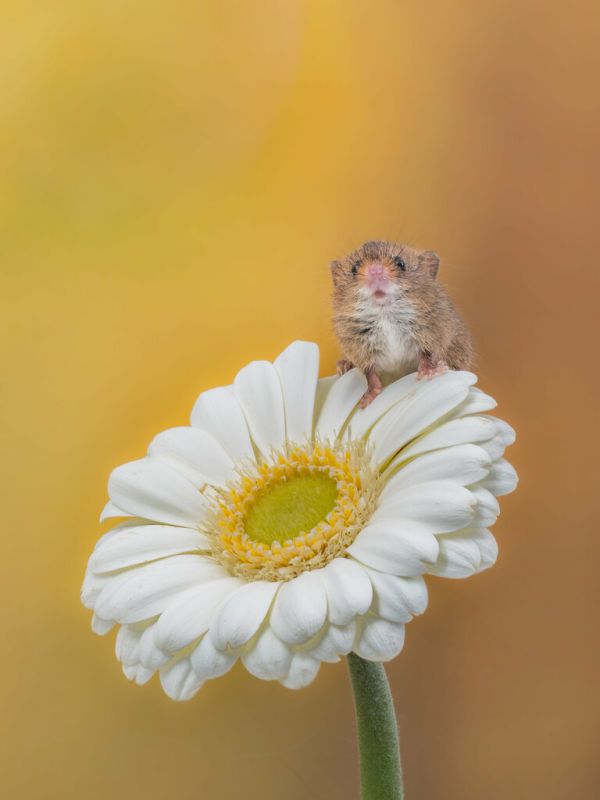 Harvest Mouse 'Hello' (Explored)
