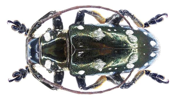 Abryna metallica Breuning, 1938