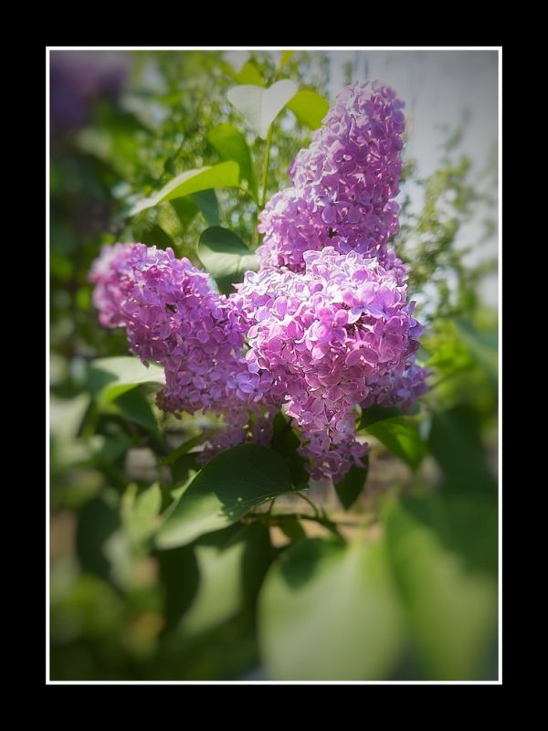 Lilac Festival ~ Rochester New York - United States