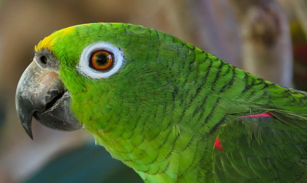 Yellow-crowned Amazon Parrot