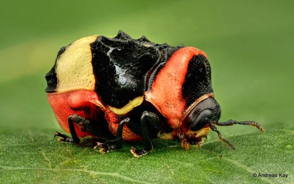 Pretty little Beetle from the Amazon rainforest