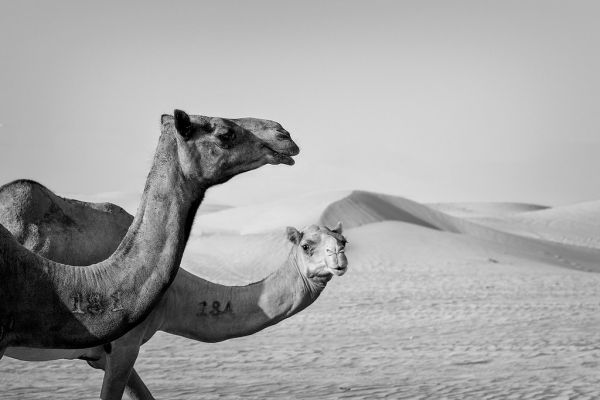 Dubaï, Emirats Arabes Unis