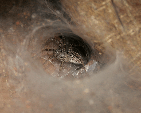 Common Funnel web spider (Hippasa agelenoides) W IMG 2780
