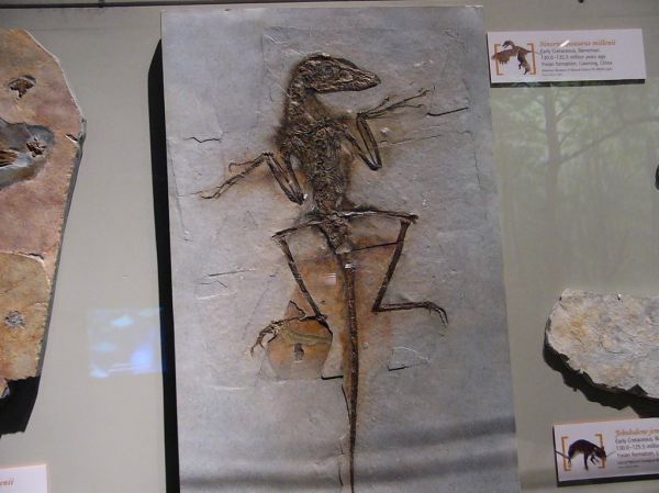 Feathered dinosaur nicknamed 'Dave'