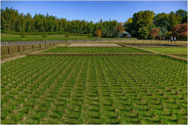 Kora-Kuen Gardens, Okayama, Japan