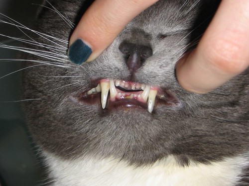 Poor Cat's Teeth