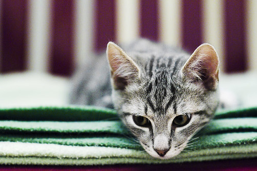 Abandoned cats - calendar