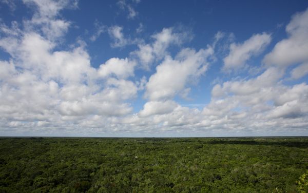 Amazon Jungle, Coba, Mexico