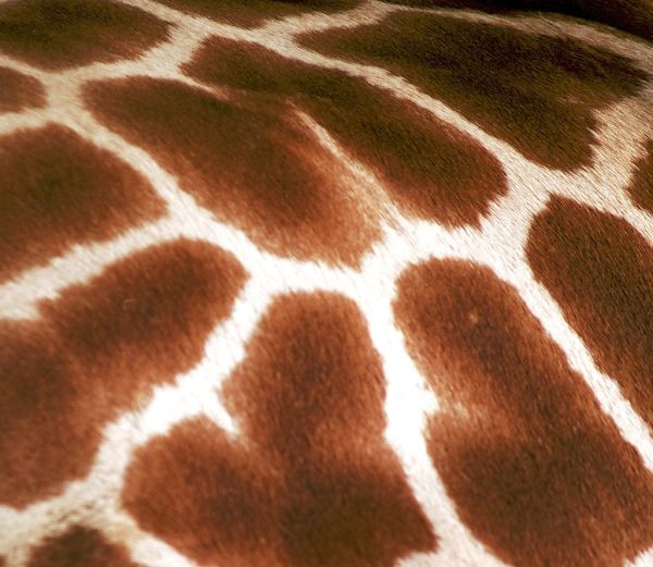 Giraffe Pattern