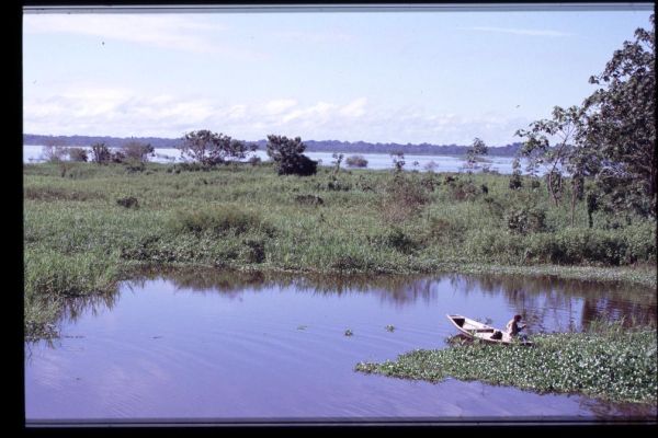 Amazon River, wetland