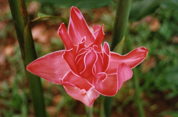 Ginger Torch in the Peruvian Amazon