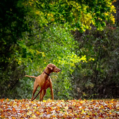 Orion (November 08, 2008 ~ January 11, 2018)