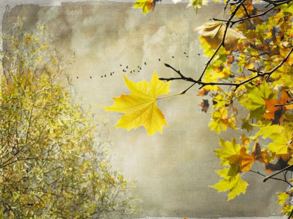 Think of all the beauty still left around you and be happy. .. Anne Frank