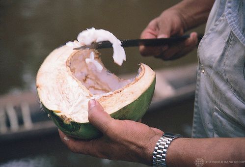 Coconut provides nourishment to the inhabitants of the Amazon region of Brazil