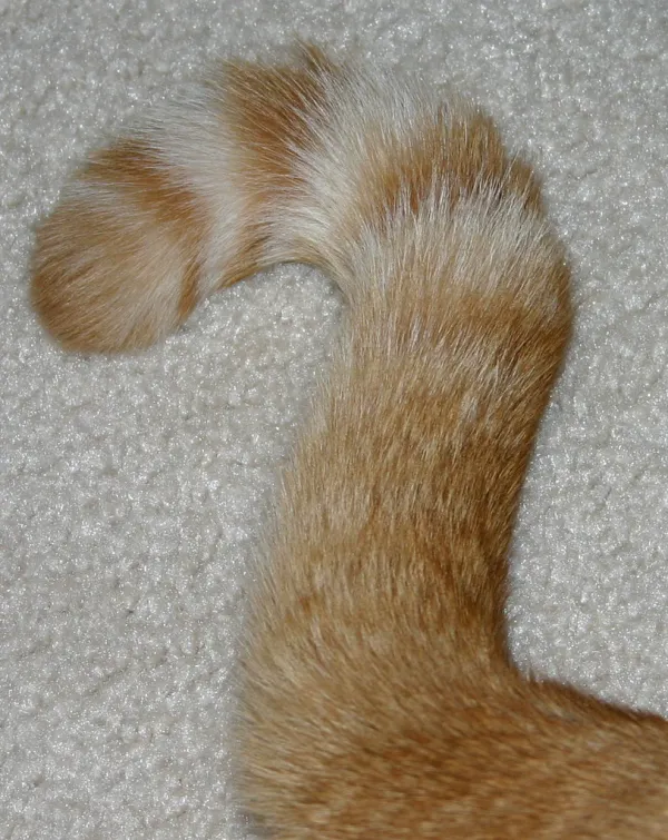 question mark tail - cupcake cat