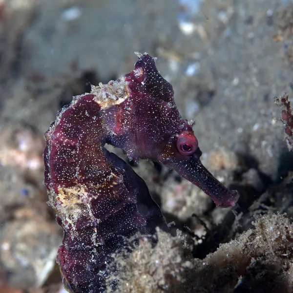 Red Seahorse & Pacificklaus News