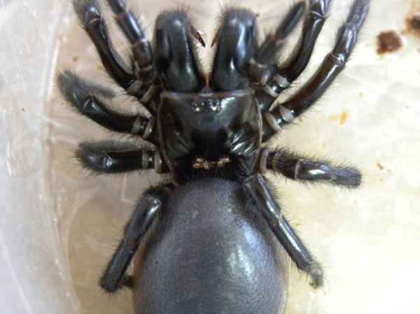 Funnel Web with mites and venom