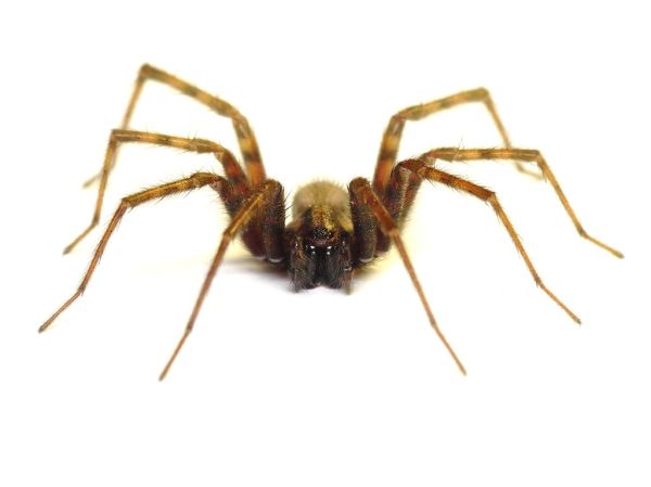 Barn Funnel Weaver (Tegenaria domestica)