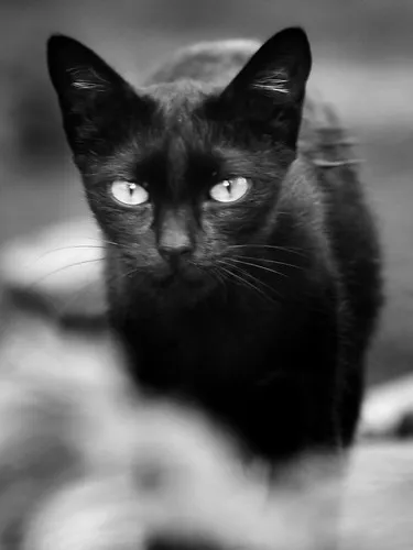 The Eyes of Black Cat