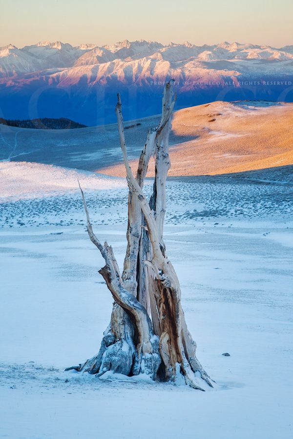 Ancient Snowy Mornings, Bristlecone Forest Ca