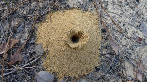 Funnel Ant hole as seen by an eagle