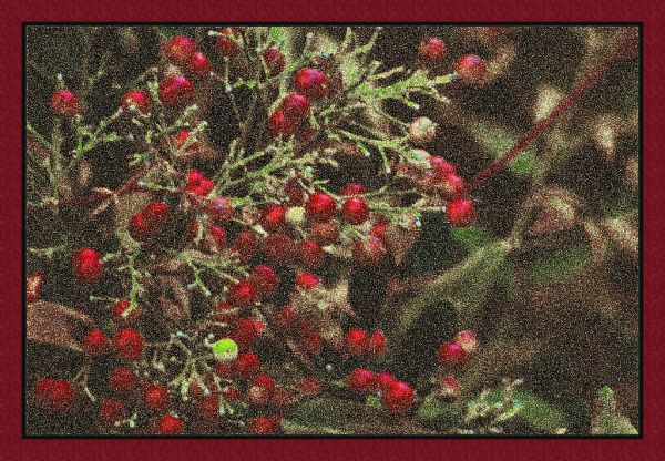 Red Berries In A Snowstorm?