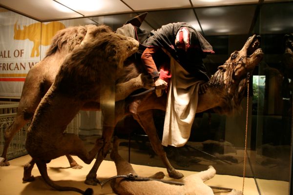 ARAB COURIER ATTACKED BY LIONS