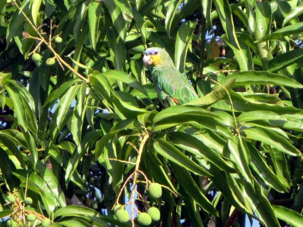 Amazon Parrot