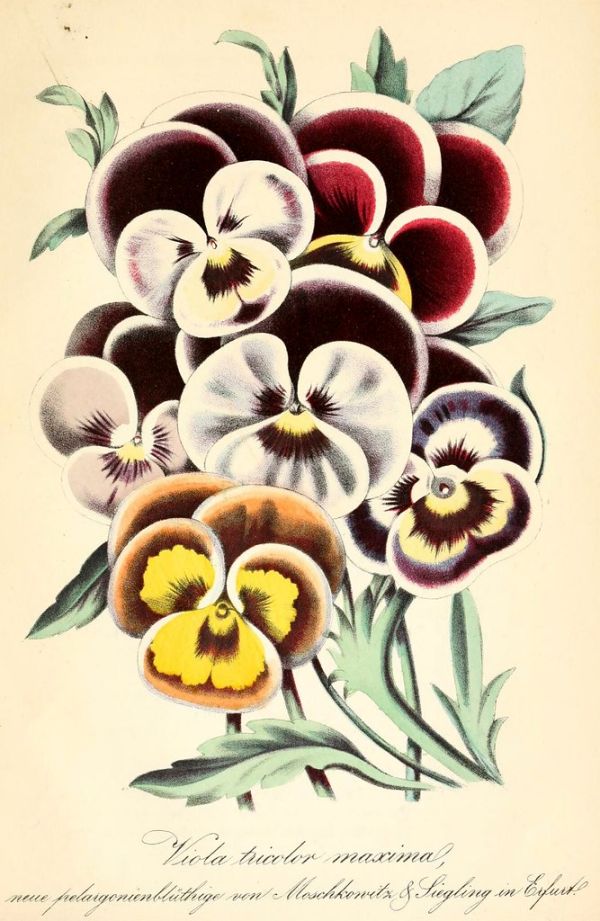 Viola. Also called Johnny jump-ups and heart's ease, violas thrive in the cooler temperatures of spring and fall, often overwintering in mild climates. Deutsches Magazin fur Garten- und Blumenkunde; Stuggart, G. Weise. (1858)