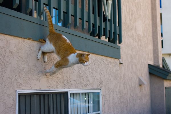 Spider Cat