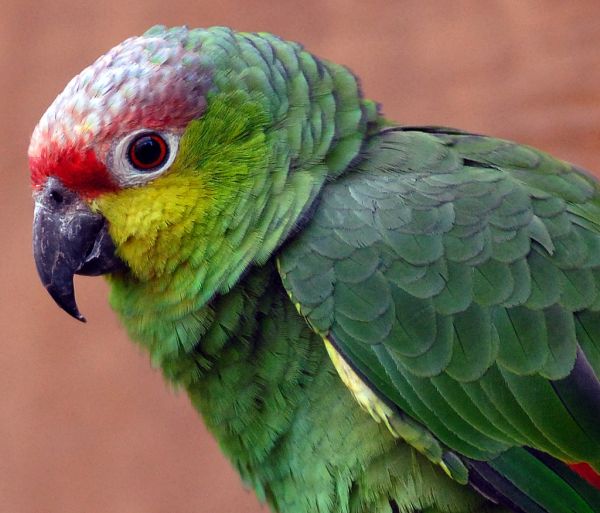 Ecuadorian Amazon Red-Lored Parrot