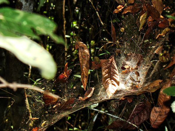 Funnel-web spiders - Way of the Butterflies - Wolf's Farm - Brazil - Fazenda do Lobo