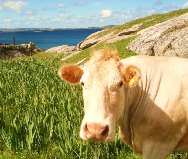 Hello u cutie Flickr Cows with - ATTITUDE