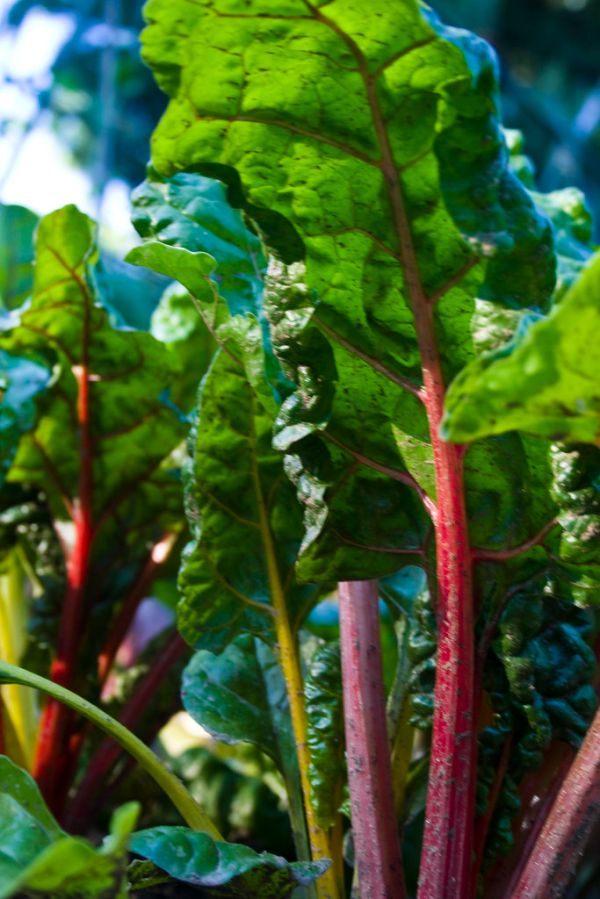 amazingly colorful swiss chard