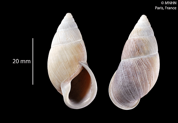 Kora corallina (MNHN-IM-2012-37362) 001