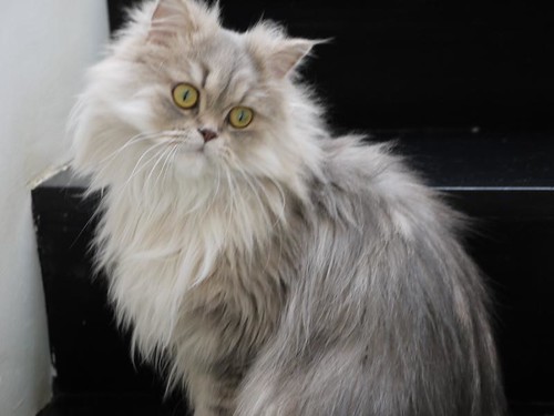 Chilerito - our persian cat