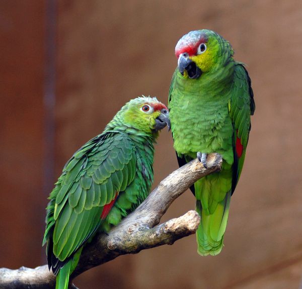 A Pair of Ecuadorian Amazon Red-Lored Parrots
