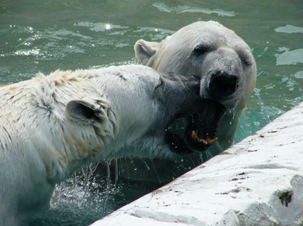 Polar Bears - Say aaa