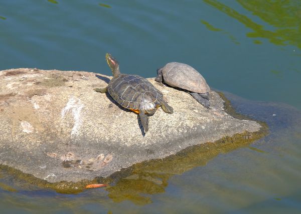 Kora-Kuen Gardens, Okayama, Japan.19
