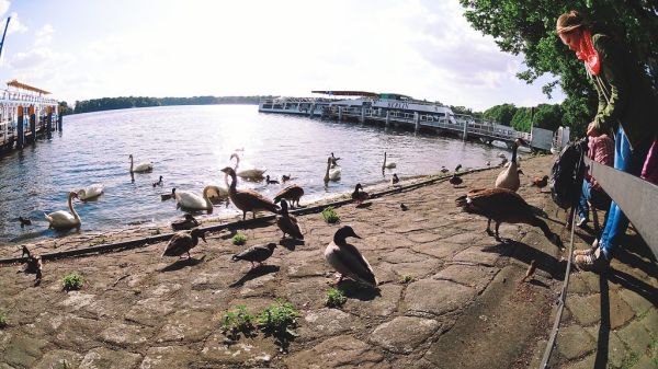 feeding the ducks