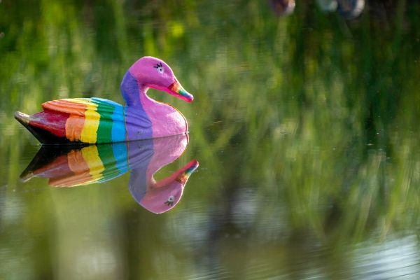 Ditch Ducks. On Highway 65 in McGrath, Minnesota