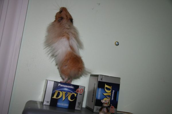 Chiku sniffing for something- though I don't know what