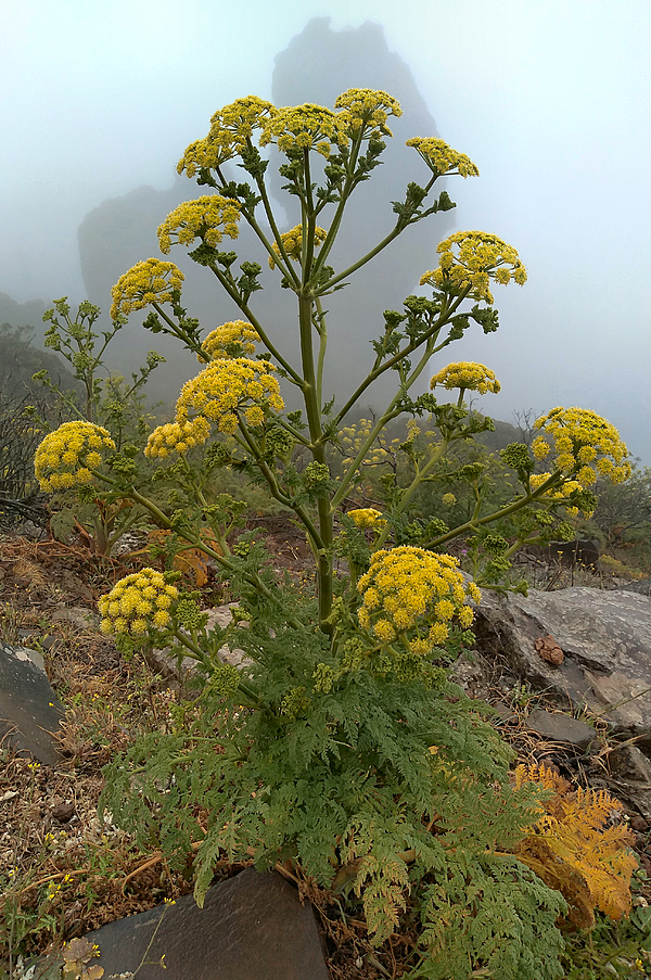 Gran Canaria, Ferula linki