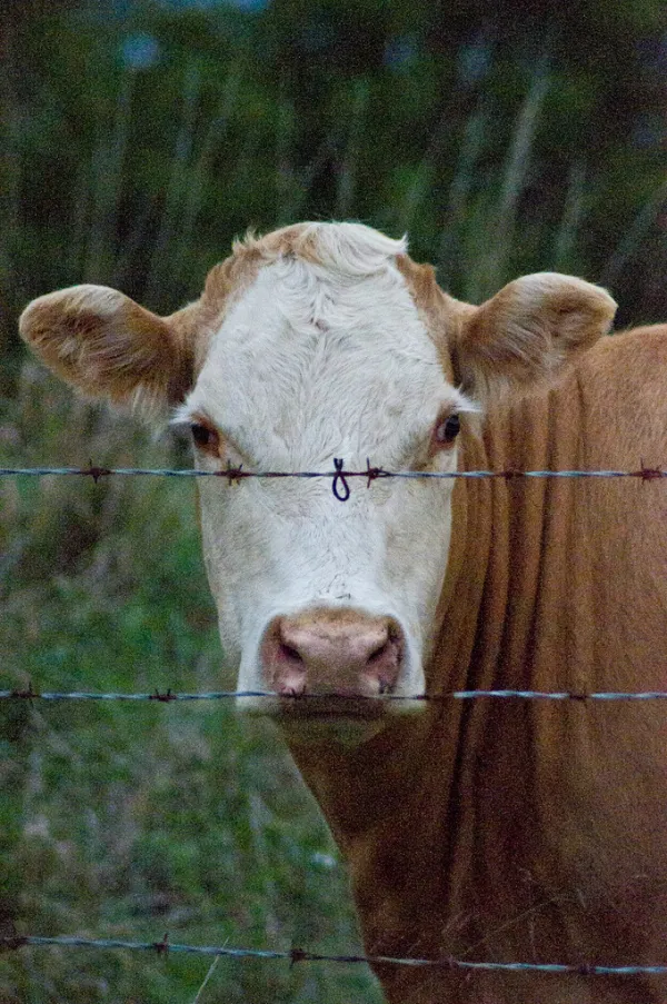 Hello, Cow