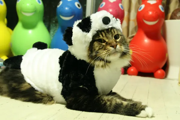 Panda cat