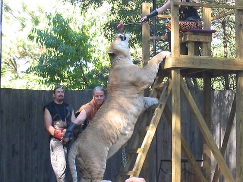 World's Biggest Cat