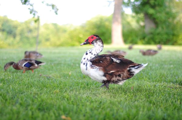 Duck, Ducking, Ducker!